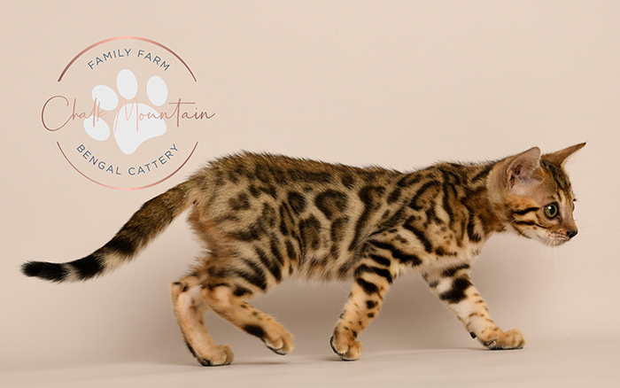 Bengal kitten for sale